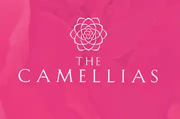 DLF Camellias